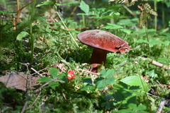 Aureoboletus mirabilis