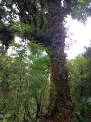 Quercus costaricensis