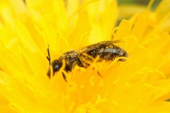 Lasioglossum