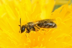 Lasioglossum