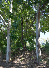 Eucalyptus camaldulensis × tereticornis
