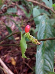 Anthurium testaceum