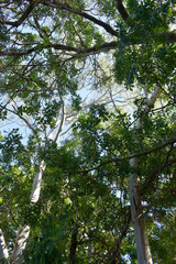 Eucalyptus camaldulensis × tereticornis