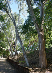 Eucalyptus camaldulensis × tereticornis