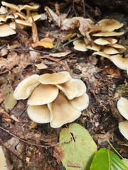 Hohenbuehelia petaloides