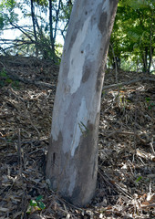 Eucalyptus camaldulensis × tereticornis
