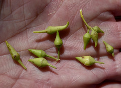 Eucalyptus camaldulensis × tereticornis