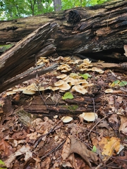 Hohenbuehelia petaloides