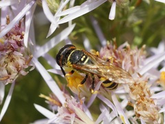 Philanthus triangulum
