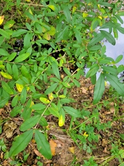 Ligustrum vulgare