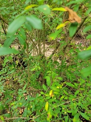 Ligustrum vulgare