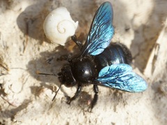 Xylocopa iris