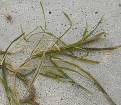 Potamogeton acutifolius