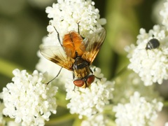 Ectophasia