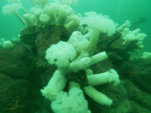 Giant Plumose Anemone, San Carlos Beach, Monterey, CA, US, photo 7 of 10