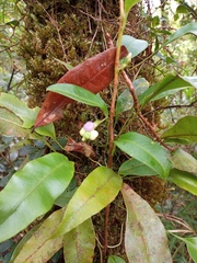 Anthurium scandens