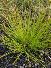 Eleocharis geniculata
