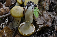 Suillus viscidus