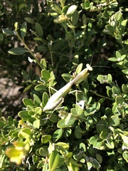 Stagmomantis