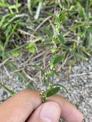 Polygonum aviculare