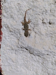 Tarentola mauritanica