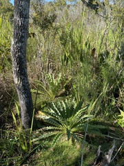 Cirsium horridulum