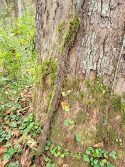 Toxicodendron radicans