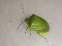 Acrosternum millierei