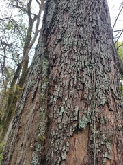 Toxicodendron radicans