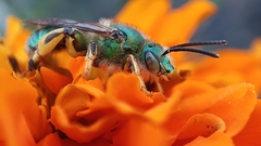 Paragapostemon coelestinus