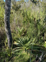 Cirsium horridulum