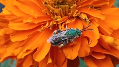 Paragapostemon coelestinus
