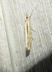 Orocrambus ramosellus