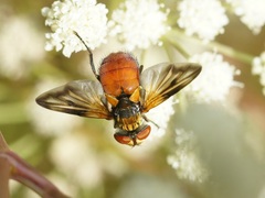 Ectophasia