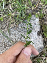 Polygonum aviculare