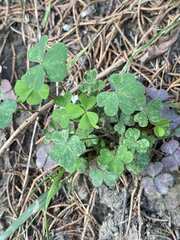 Oxalis dillenii
