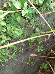 Potentilla reptans