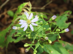 Symphyotrichum cordifolium