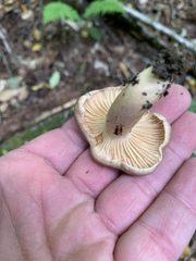Lactarius pyrogalus