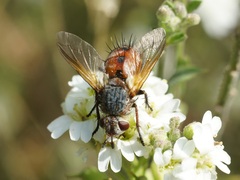 Tachininae