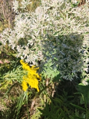 Eupatorium altissimum