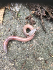 Lumbricus