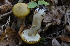 Suillus viscidus