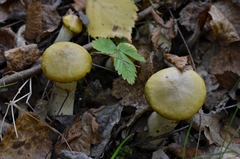 Suillus viscidus