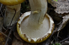 Suillus viscidus