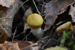 Suillus viscidus