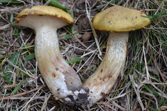 Suillus viscidus