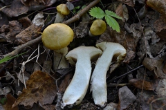 Suillus viscidus