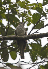 Cacomantis sonneratii