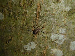 Paroligolophus agrestis
